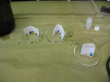 Ink blotted test strips sitting in petri dishes with solvent