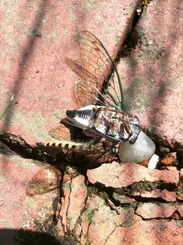 Giant robber fly eating a cicada
